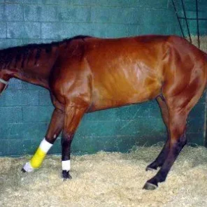 Abscess in Horses