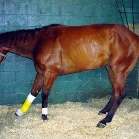 Laminitis