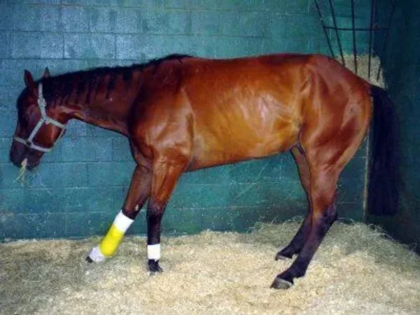 Laminitis