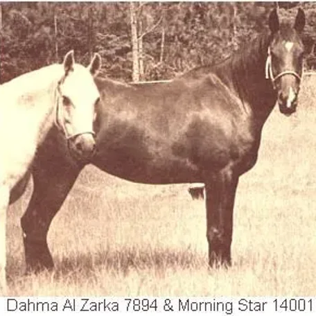 MORNING STAR