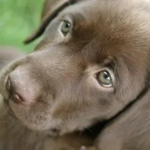 Labrador Retriever Highlights - #1 Favorite Dog