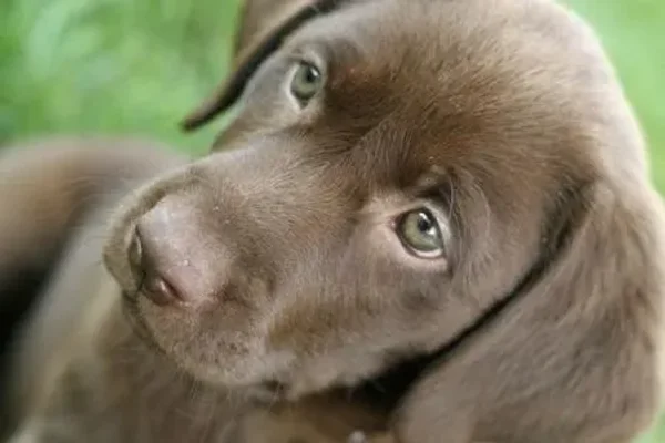 Black Lab, yellow Lab, chocolate Lab — take your pick: The sunny, smart, and hard-working Labrador Retriever is America's favorite dog.