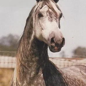 PAVANE V