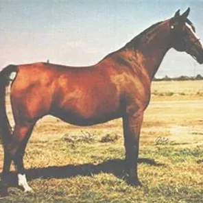 *Daszenka