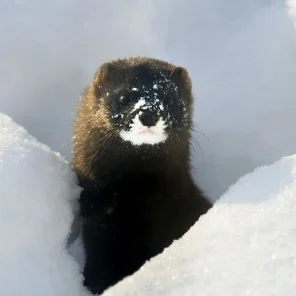 Animals in Winter We Domesticate