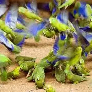 Blue-winged Parrotlet