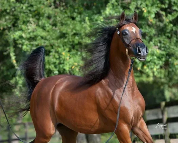 JEWEL OF MARWAN H