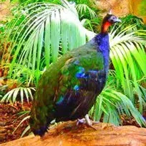 Congo