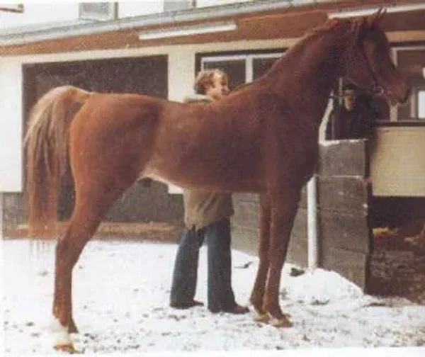 Shaker el Masri (Morafic x Zebeda)