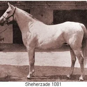 SHEHERZADE