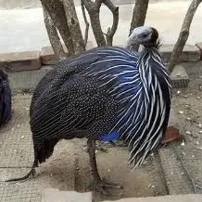 Vulturine Guineafowl
