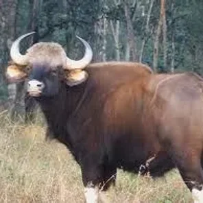Gallant Gaur