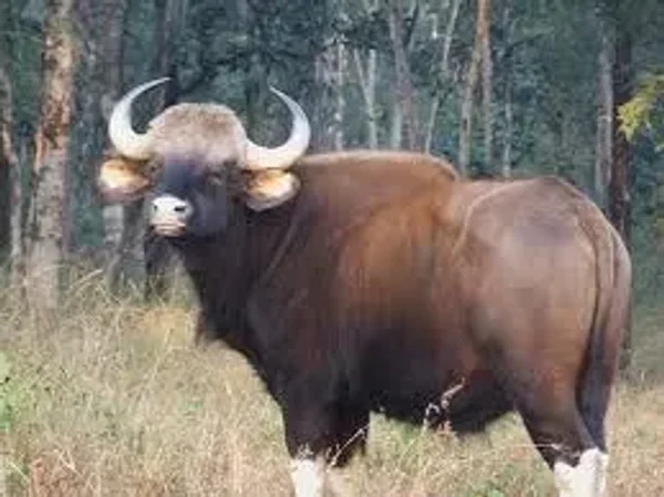 Gallant Gaur