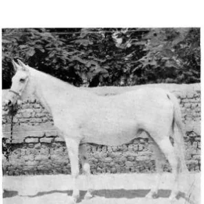 BINT FUTNA II