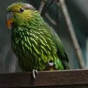 Striated Lorikeet