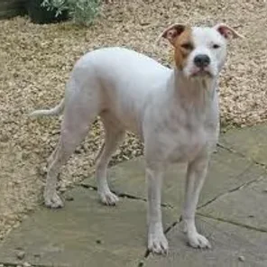 Bullboxer Staffy Bull (Designer Dog)