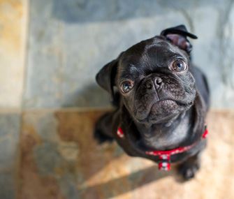 Want to Adopt a Purebred Dog? Start With a Breed Rescue - Pt 2