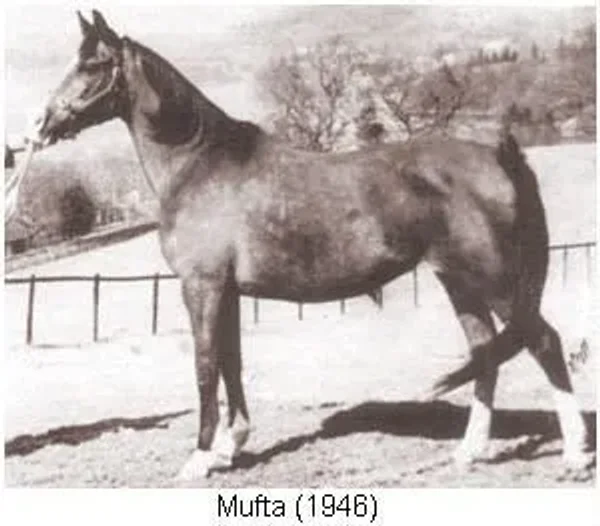 Mufta