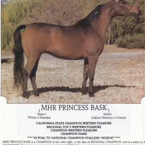 MHR Princess Bask