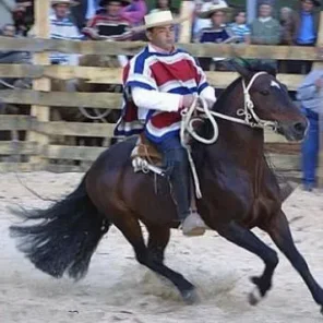 Chilean Corralero