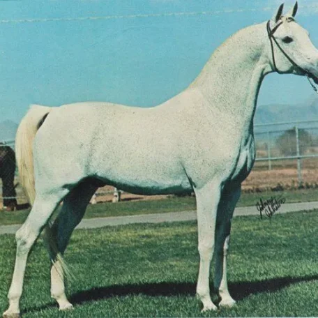 
          Photo by Luxemere Arabians
        