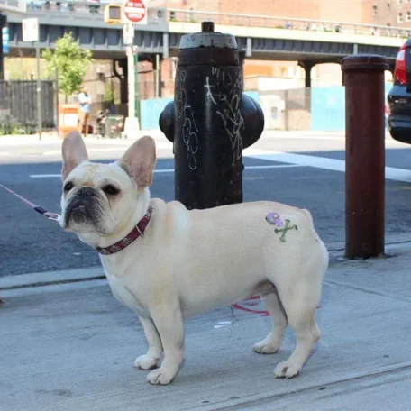 Jeanine Pepler’s French bulldog, Violet, came home from a grooming last month with a rose tattoo. ‘She had a tramp stamp!’ Pepler howled. ‘It was just hysterical.’