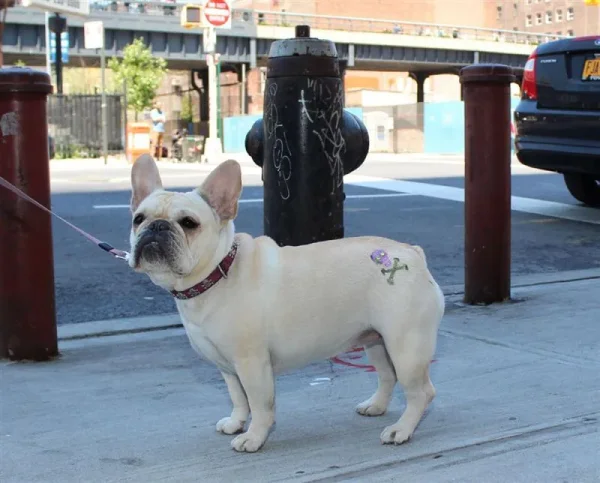 Jeanine Pepler’s French bulldog, Violet, came home from a grooming last month with a rose tattoo. ‘She had a tramp stamp!’ Pepler howled. ‘It was just hysterical.’