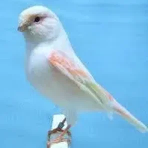 Stafford Canary