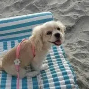 Cockinese (Designer Dog)