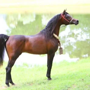 Gazal Al Shaqab
