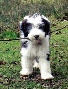 Bearded Collie