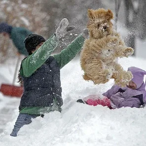 Animals in Winter We Domesticate