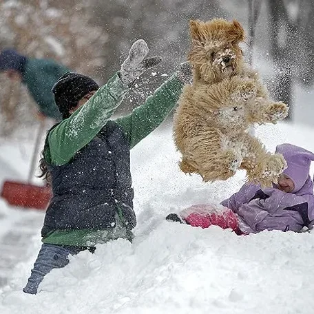 More Snowy Pets of Members