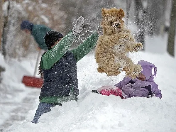 More Snowy Pets of Members