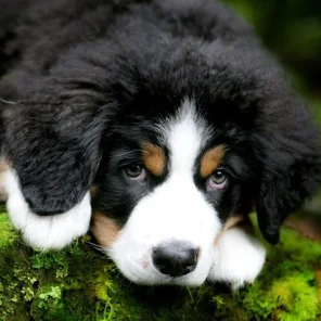 Bernese Mountain Dog