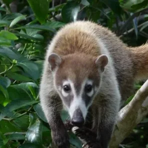White-Nosed Coati  Coatimundi - Nasua narica