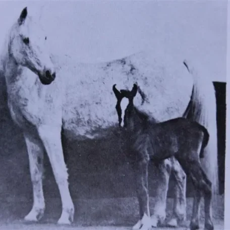 Crystal (Raseyn x Sheherzade) grey mare, foaled May 25, 1943bred by W.K. Kellogg Institute
