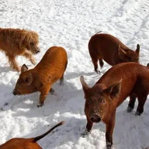 Animals in Winter We Domesticate