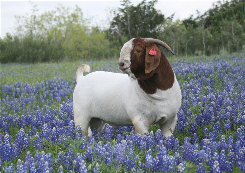 Boer Goat