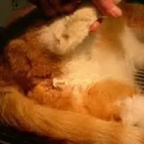 Urinary Tract Problems in Cats