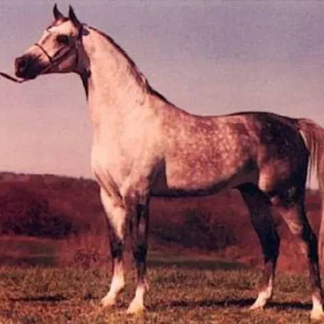 Pepton (Bandos x Pemba)