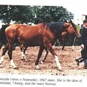 NEMEZIDA