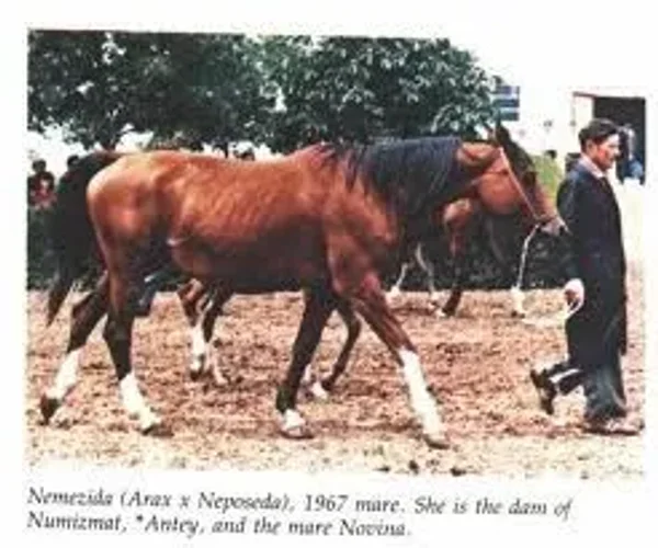 NEMEZIDA