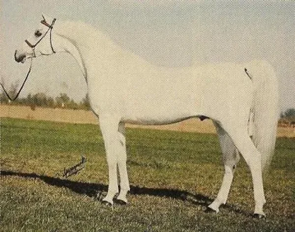 FERZON