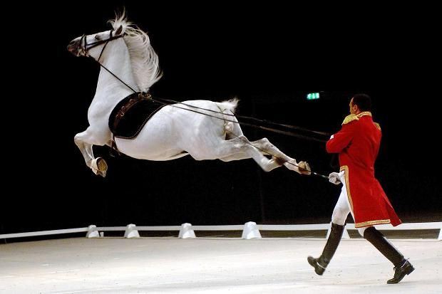 Three Common Myths About Horses