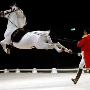 Three Common Myths About Horses