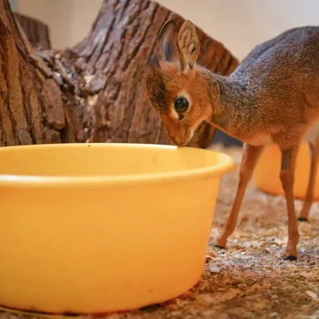 Keepers Raise Tiny Dik Dik at Pueblo Zoo