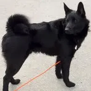 Black Norwegian Elkhound