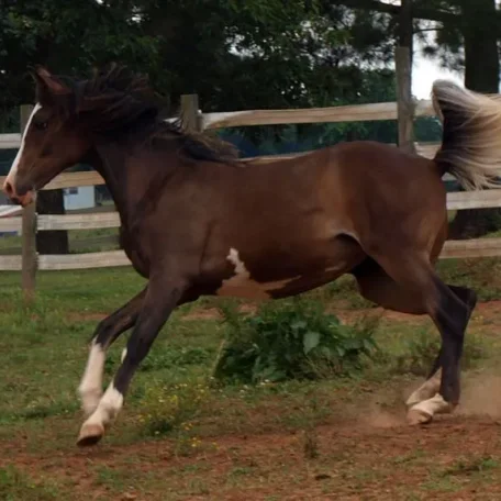 Bellatriks Dreams (Khartoon Khlassic x Blue Angel Dreams) 2013 Purebred sabino Arabian