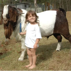 Boer Goat